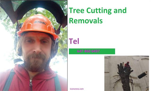 Tree Removal - Pavel Contracting 