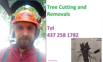 Tree Removal at Pavel Contracting
